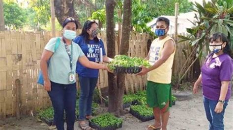 DENR distributes 600K seedlings to boost C. Luzon's .
